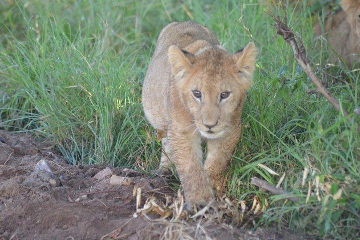 5 Days in Masai Mara- Lake Nakuru-Lake Naivasha