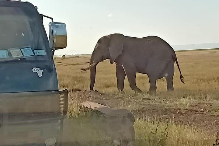 7 Days Salt-Lick safari