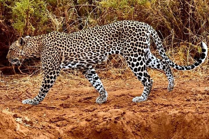 7 Days Salt-Lick safari