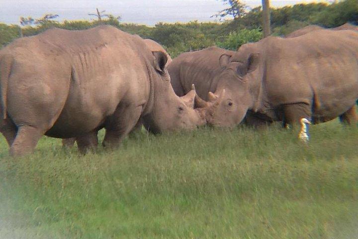 7 Days Salt-Lick safari