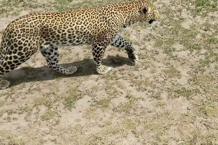 7 Days Salt-Lick safari