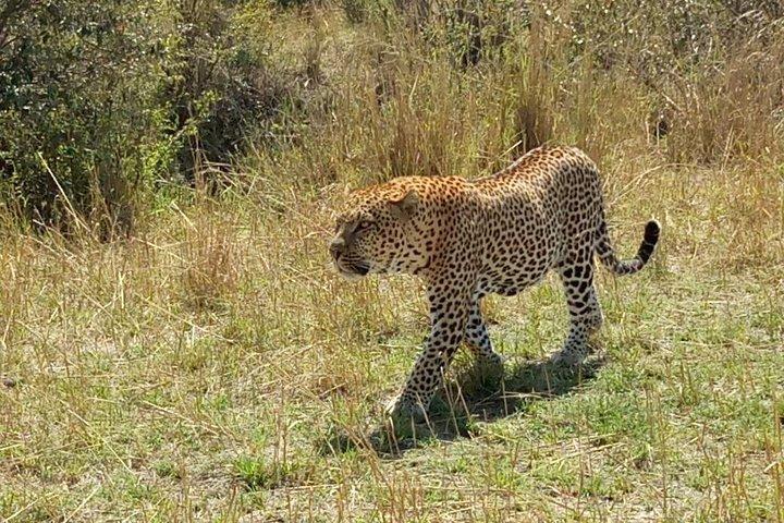 6 Days in Masai Mara- lake Nakuru- Amboseli National Park
