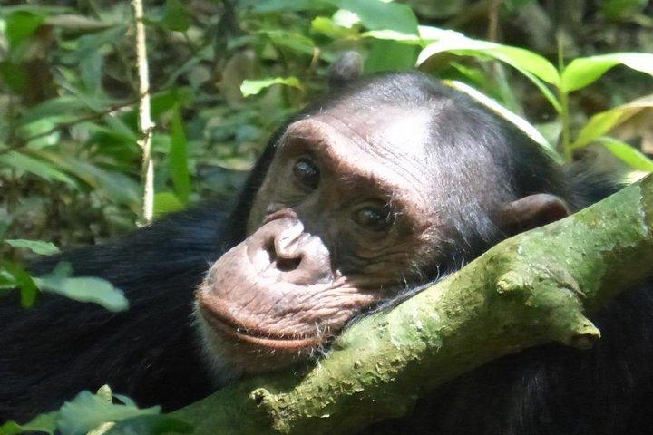 2 Days of Chimpanzee Trekking - Nyungwe National Park