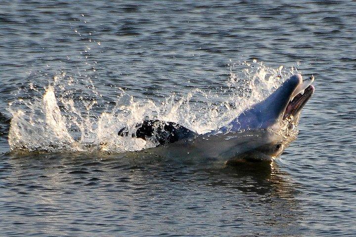Sunset Tour Mangrove, Dolphins, Manatee #1 Rated in Cocoa Beach