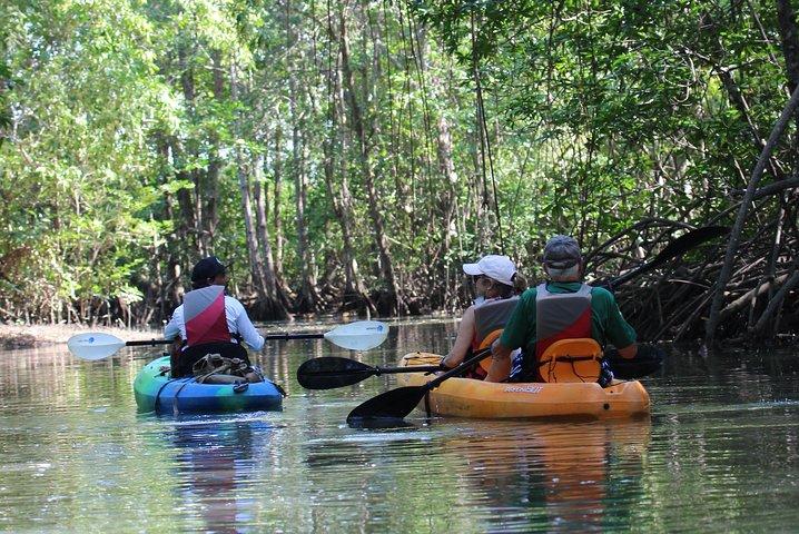 Damas Island Kayaking Mangrove Tour from Manuel Antonio