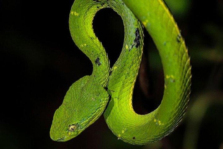 Monteverde Night Walk: Sloths, Snakes & Nocturnal Wildlife