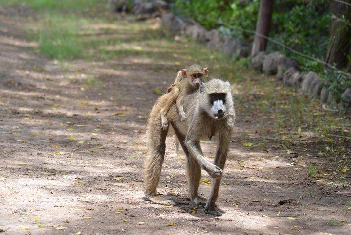 5 Days in Masai Mara- Lake Nakuru-Lake Naivasha