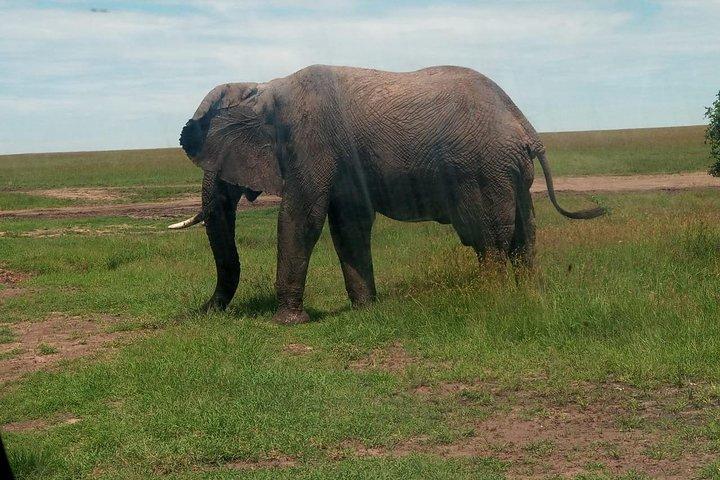 3-day Amboseli National Park Safari with Private Lodge Stay