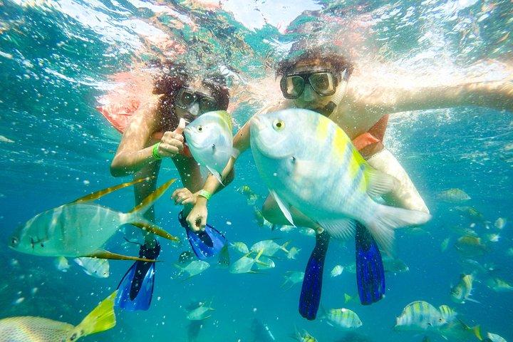 Snorkeling at Pelicans Rock
