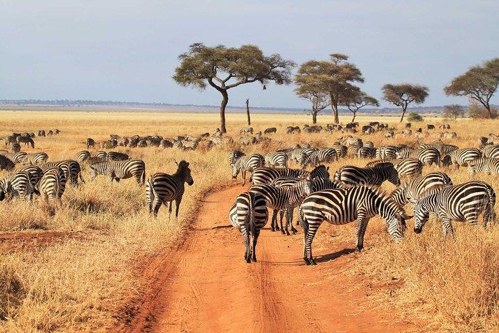 9 Days Family Safari - Tanzania Northern Circuit