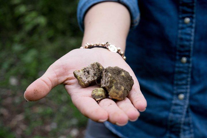 Truffle hunting + gourmet tasting (transfer included)