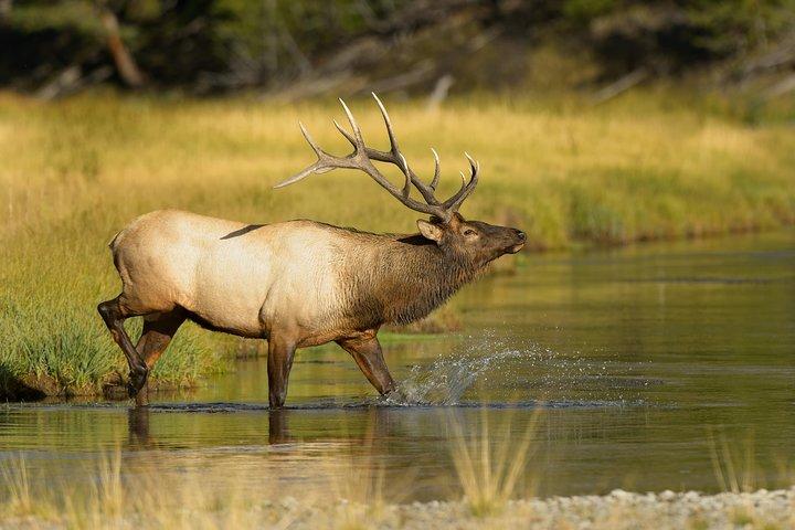 Wildlife on the Bow | Big Canoe Tour