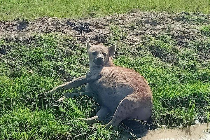 Wildlife safari & Conservation Projects