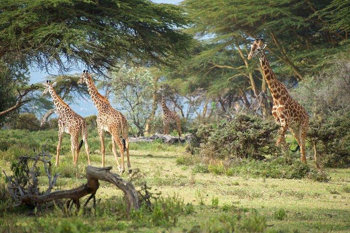 Day Tour to Lake Naivasha and Crescent Island