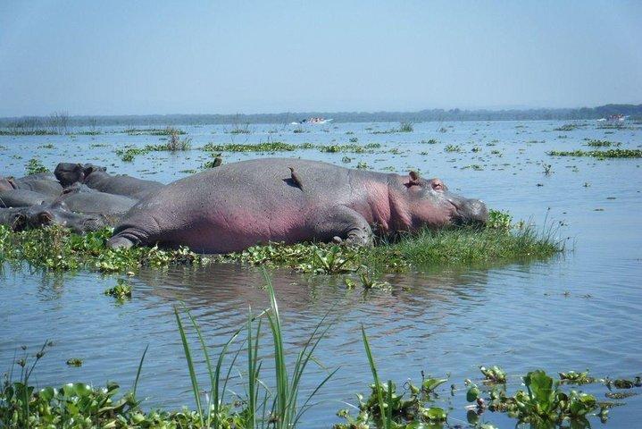 Day Tour to Lake Naivasha and Crescent Island