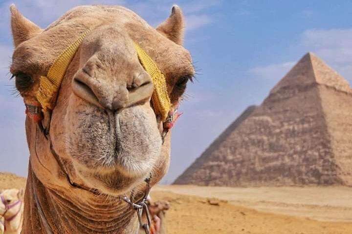 Ride a Camel at The Pyramids of Giza Including BBQ Dinner