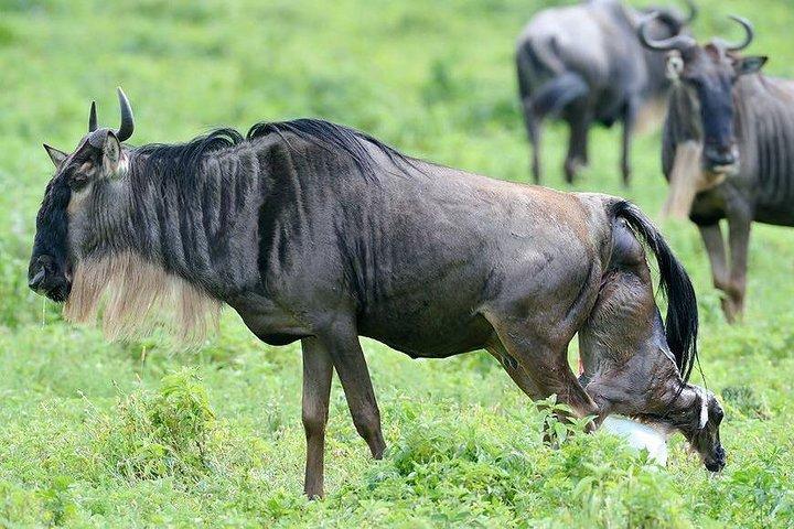 Experience A Taste of Local Life in Luxury Safari