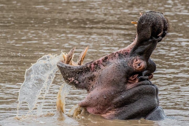 Kruger National Park l Private Afternoon Safari from Hazyview