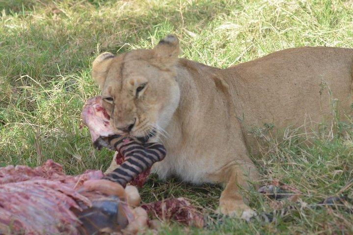 6 Days in Masai Mara- Lake Nakuru- Amboseli