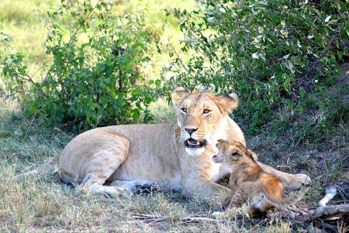 6 Days in Masai Mara- Lake Nakuru- Amboseli