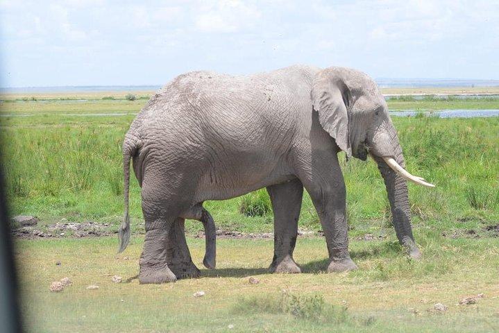 6 Days in Masai Mara- Lake Nakuru- Amboseli
