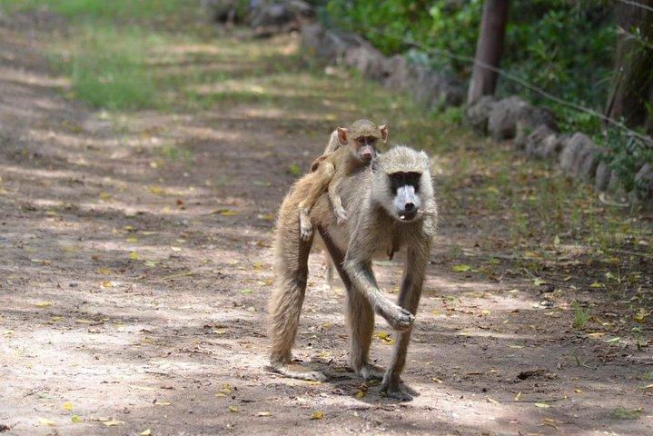 6 Days in Masai Mara- Lake Nakuru- Amboseli