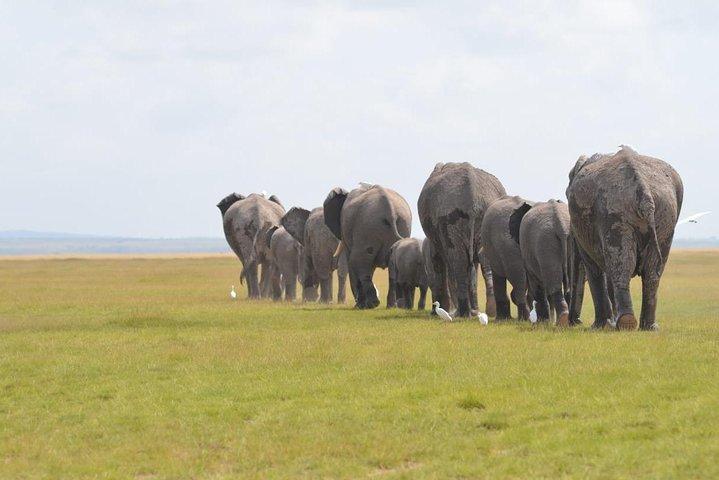 6 Days in Masai Mara- Lake Nakuru- Amboseli