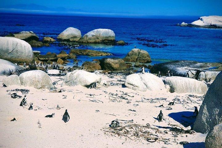 African Penguins (Boulders Beach) Half Day tour from Cape Town