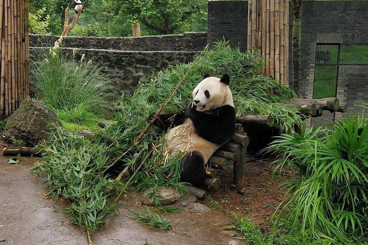 Dujiangyan Panda Base and Mt.Qingcheng one day private tour