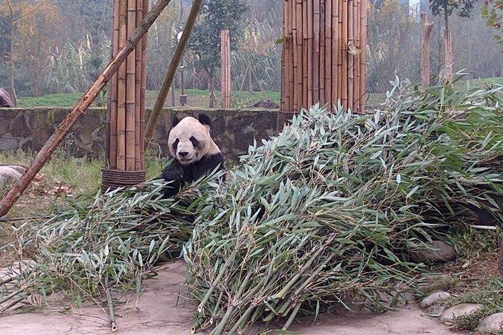 Dujiangyan Panda Base and Mt.Qingcheng one day private tour
