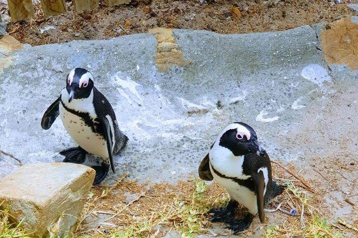 African Penguins (Boulders Beach) Half Day tour from Cape Town