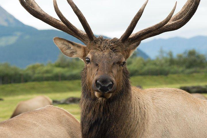 Alaska Wildlife Tour