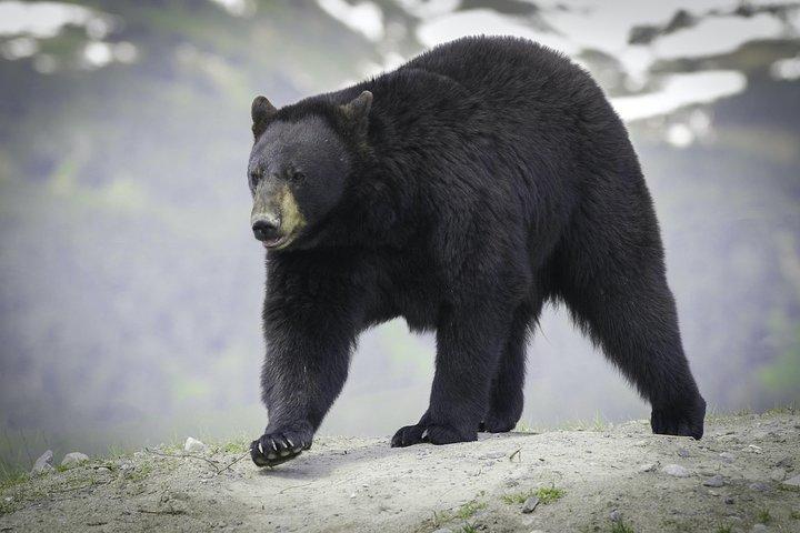 Alaska Wildlife Tour
