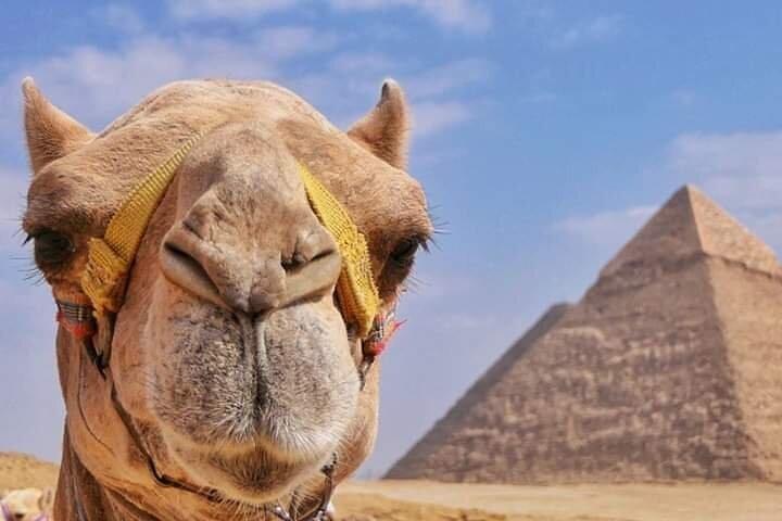 Ride a Camel at The Great Pyramids of Egypt