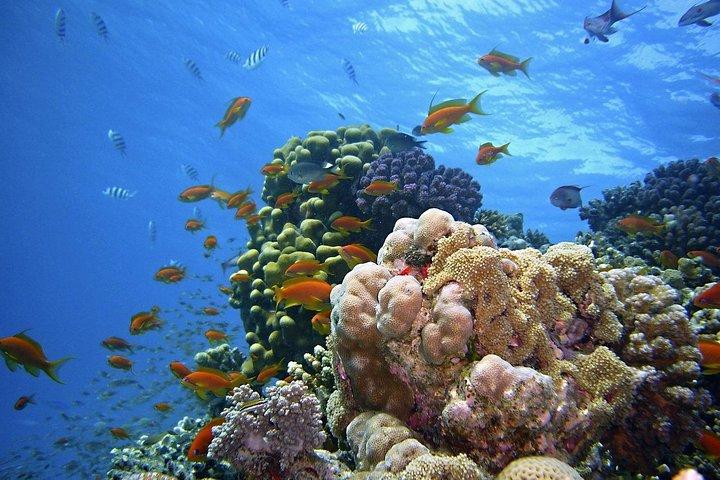 Snorkeling at Mnemba Atoll