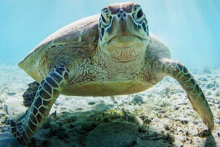 Snorkeling at Mnemba Atoll