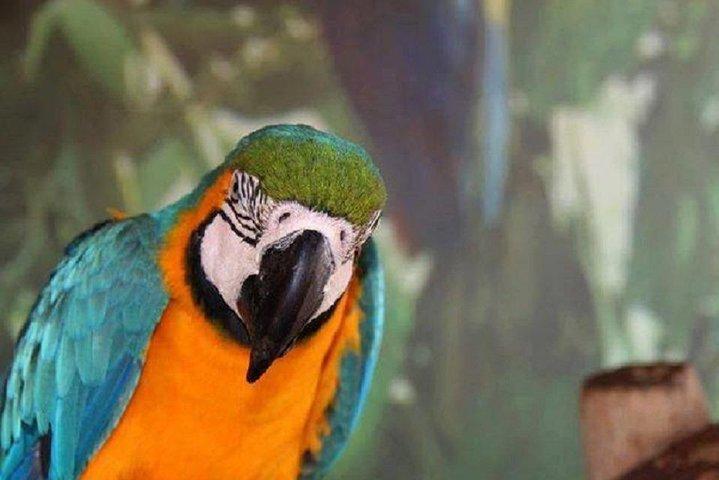 private tour from cairo to africano park