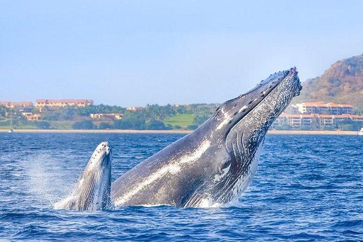 Cabo San Lucas Small-Group Whale Watching Tour: Hear the Whales