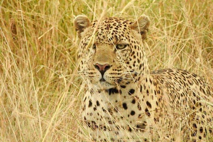 6-Day Maasai Mara Reserve, Lake Naivasha, Amboseli National Park