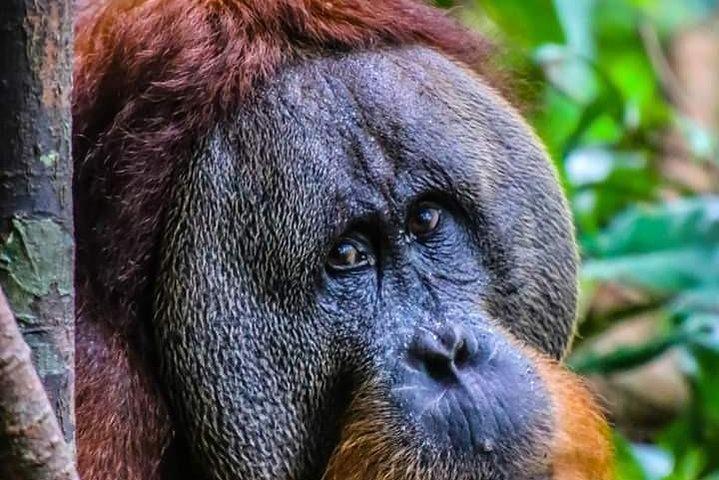 ONE DAY JUNGLE TREKKING 6-7 hours (see orang utan) + RAFTING in BUKIT LAWANG