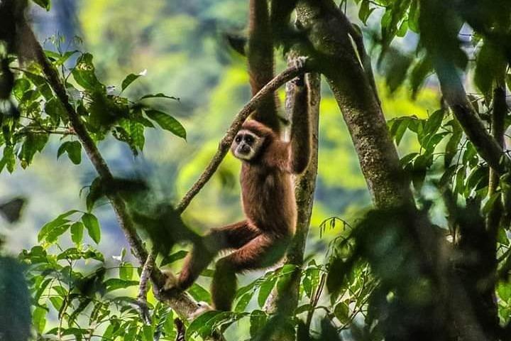 ONE DAY JUNGLE TREKKING 6-7 hours (see orang utan) + RAFTING in BUKIT LAWANG