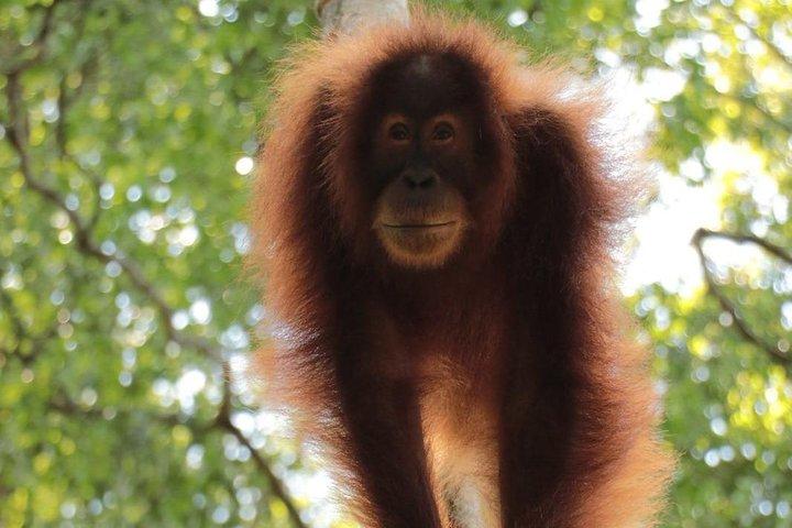 ONE DAY JUNGLE TREKKING 6-7 hours (see orang utan) + RAFTING in BUKIT LAWANG