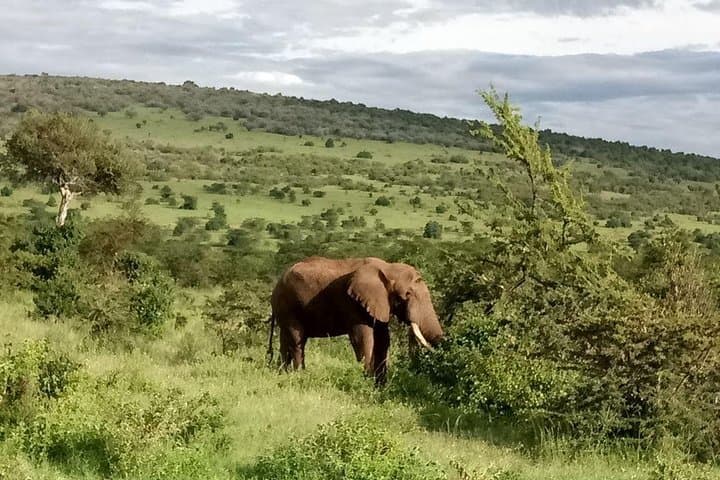 10-Day Samburu National Resreve, L Naivasha, Maasai Mara, Amboseli, L Nakuru