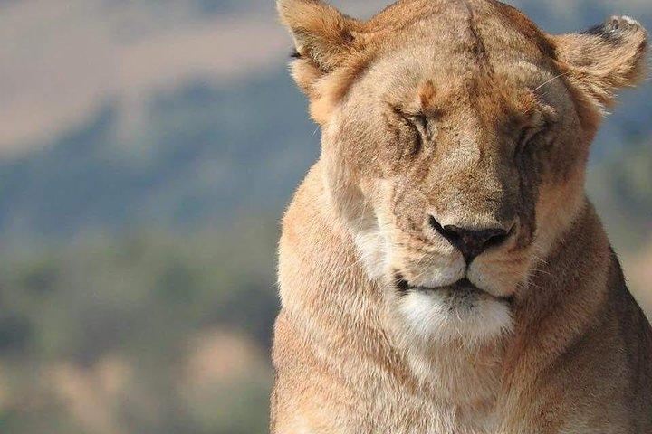 7 Day Ndutu Conservancy, Serenegeti, Ngorongoro L Manyara Park