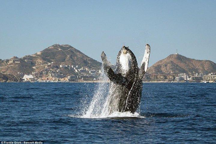 Cabo San Lucas Small-Group Whale Watching Tour: Hear the Whales