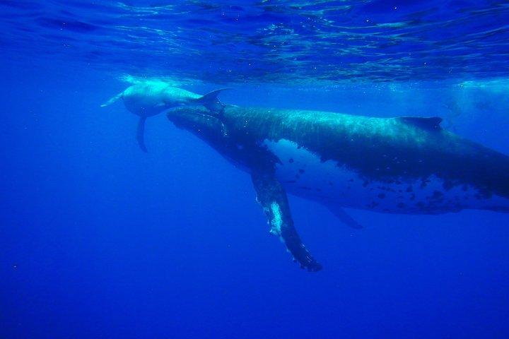 Half day whale tour 4h00
