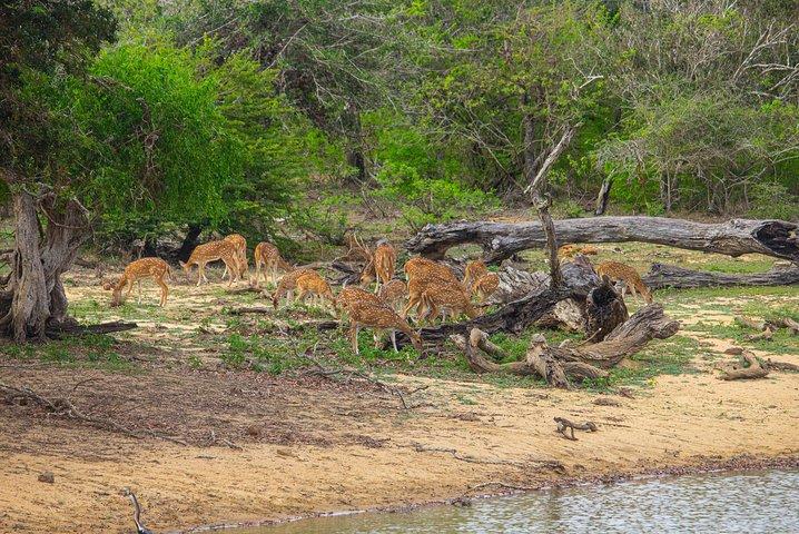 All Inclusive Yala National Park Jeep Safari from Colombo