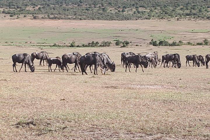 3 Days Best Of Kenya