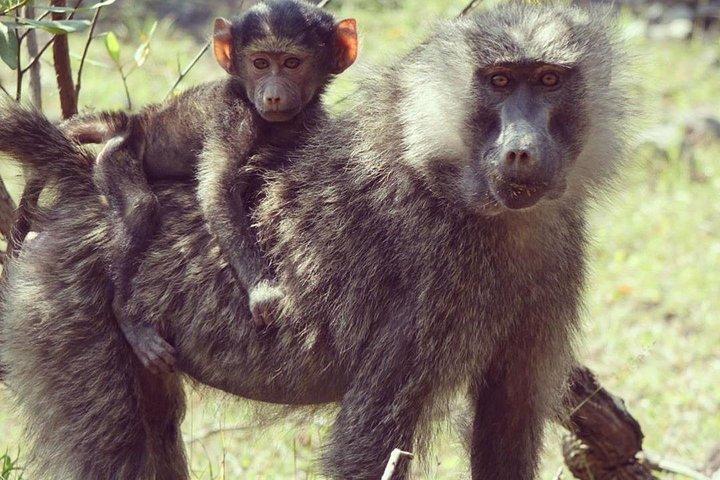 Full Day Private Safari Tour - Arusha National Park