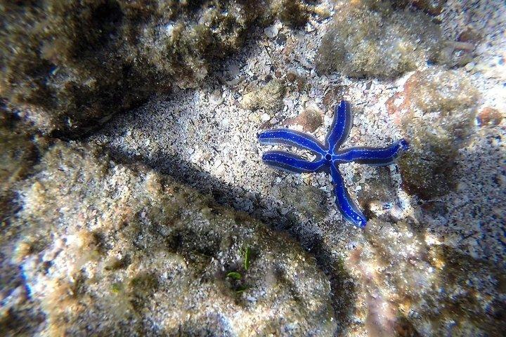 Ocean Kayak and Snorkeling